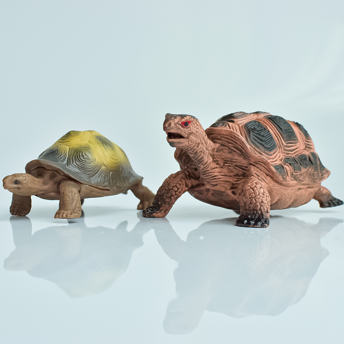 Aquarium Fish To Buy - Painted Realistic Animal Turtle | Aquatic
