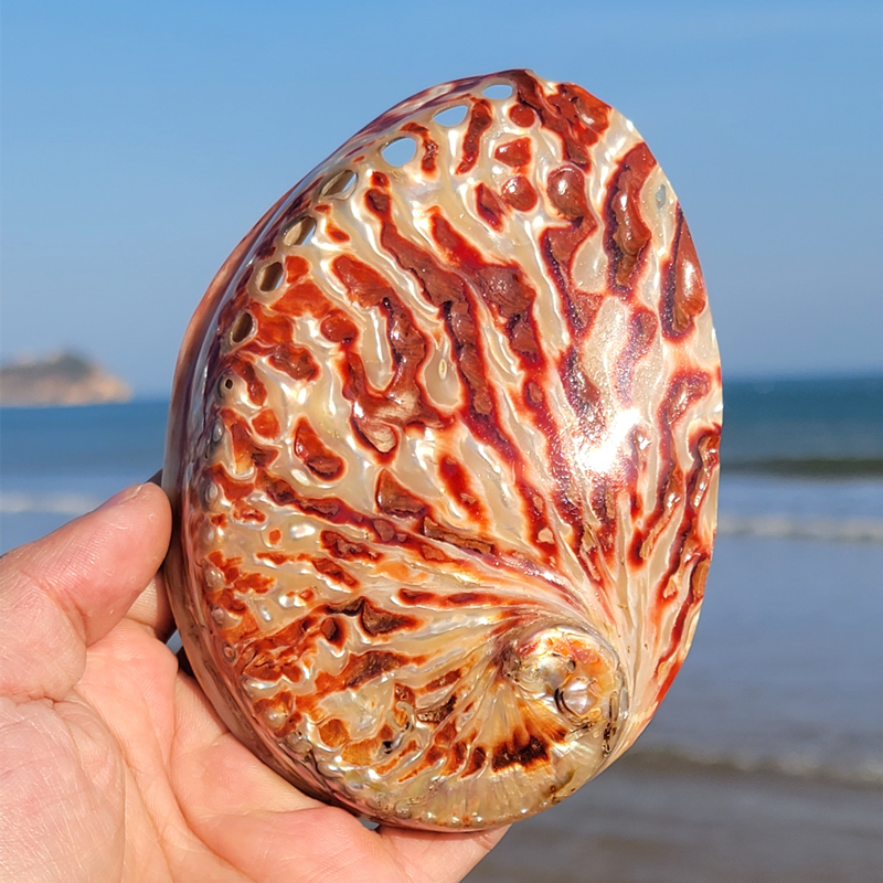 Aquarium Fish To Buy - Home Decoration Red Pattern Abalone SeaShells