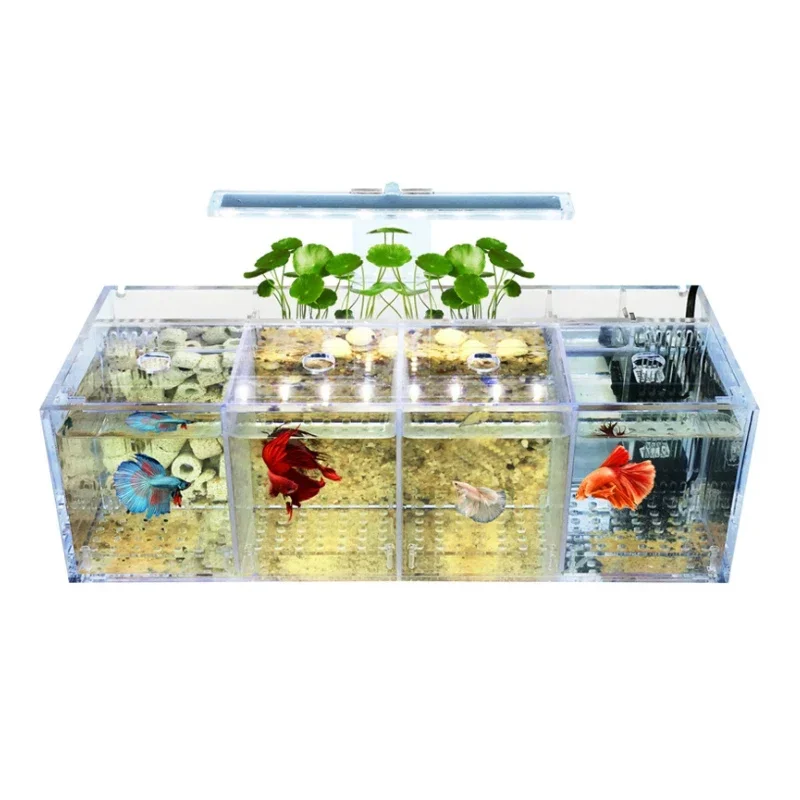 Aquarium Fish In Amazon - Hot salesSuitable for Amazon hot selling