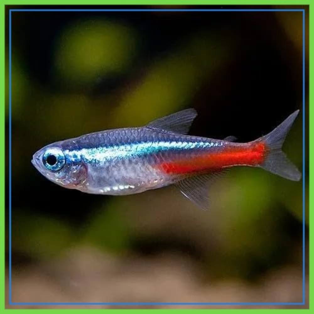 Tetra Fish In Aquarium - Neon Tetra (Paracheirodon innesi) Freshwater Aquarium