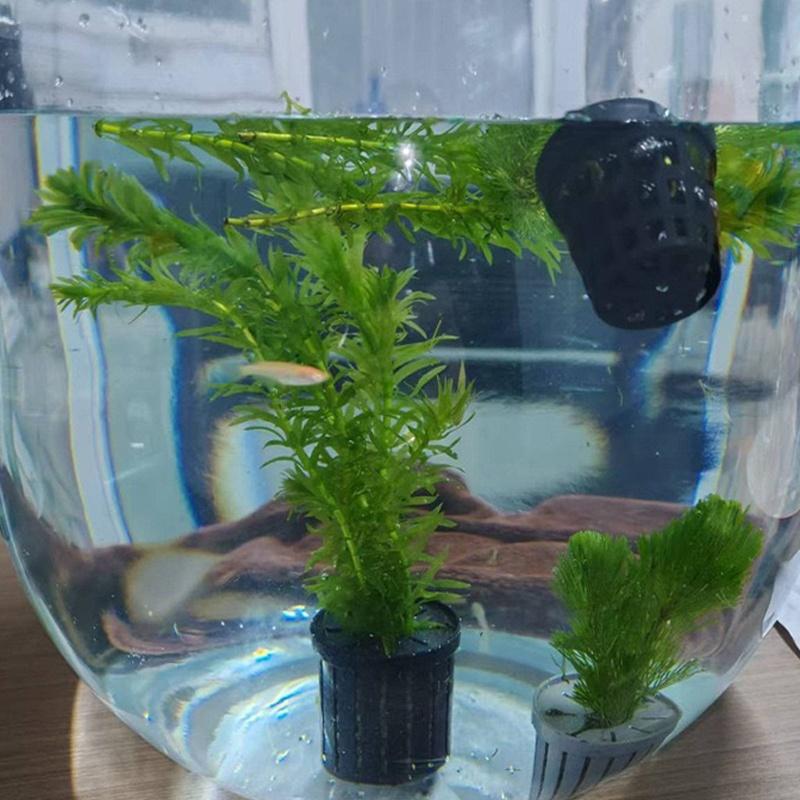 4Pcs Pet Fish Tank Landscaping - Aquarium Fish In recensione e prezzo