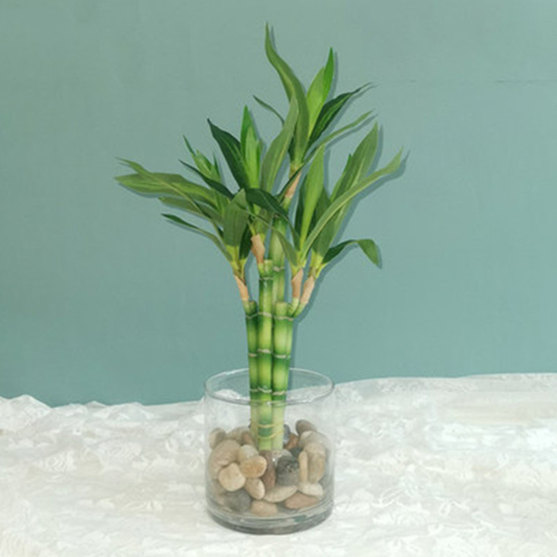 New 40cm rFtificial Lucky Bamb - Aquarium Fish To Buy recensione e prezzo