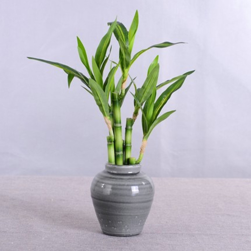 New 40cm rFtificial Lucky Bamb - Aquarium Fish To Buy recensione e prezzo
