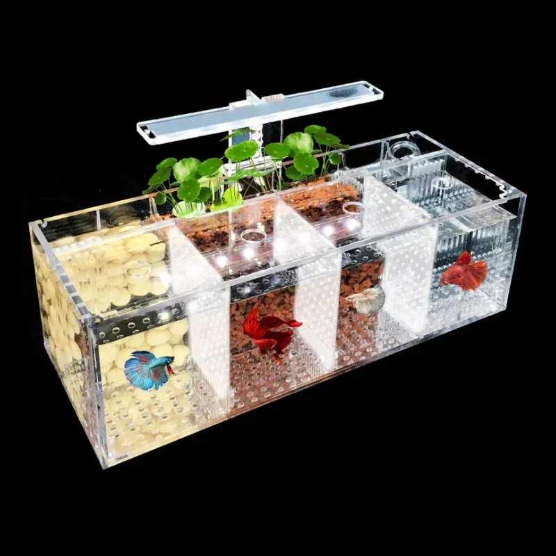 Hot salesSuitable for Amazon h - Aquarium Fish In Amazon recensione e prezzo