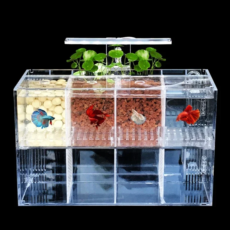 Hot salesSuitable for Amazon h - Aquarium Fish In Amazon recensione e prezzo