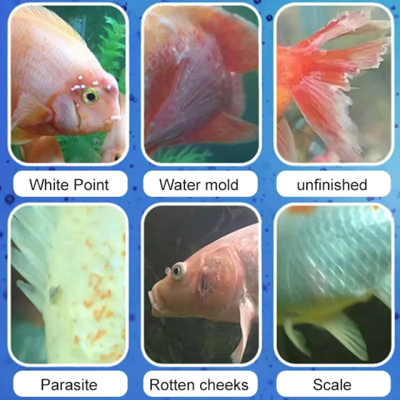 SIKEZHAN Fish Disease Treatmen - Aquarium Fish Quality recensione e prezzo