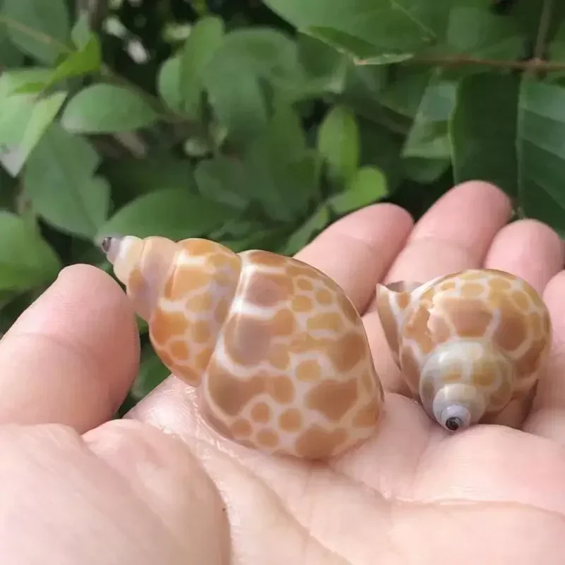 8PCS Conch Shell Zebra Dongfen - Aquarium Fish Zebra recensione e prezzo