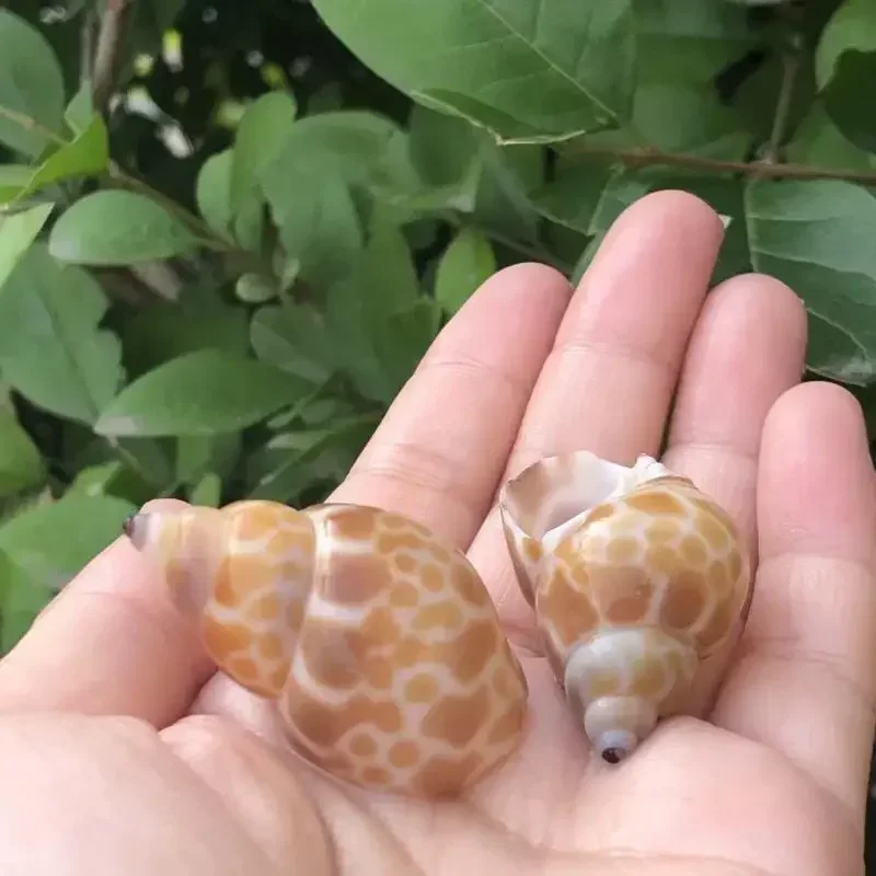 8PCS Conch Shell Zebra Dongfen - Aquarium Fish Zebra recensione e prezzo