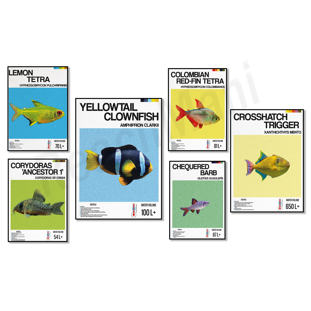 Aquarium, yellow tail clownfis - Tetra Fish In Aquarium recensione e prezzo