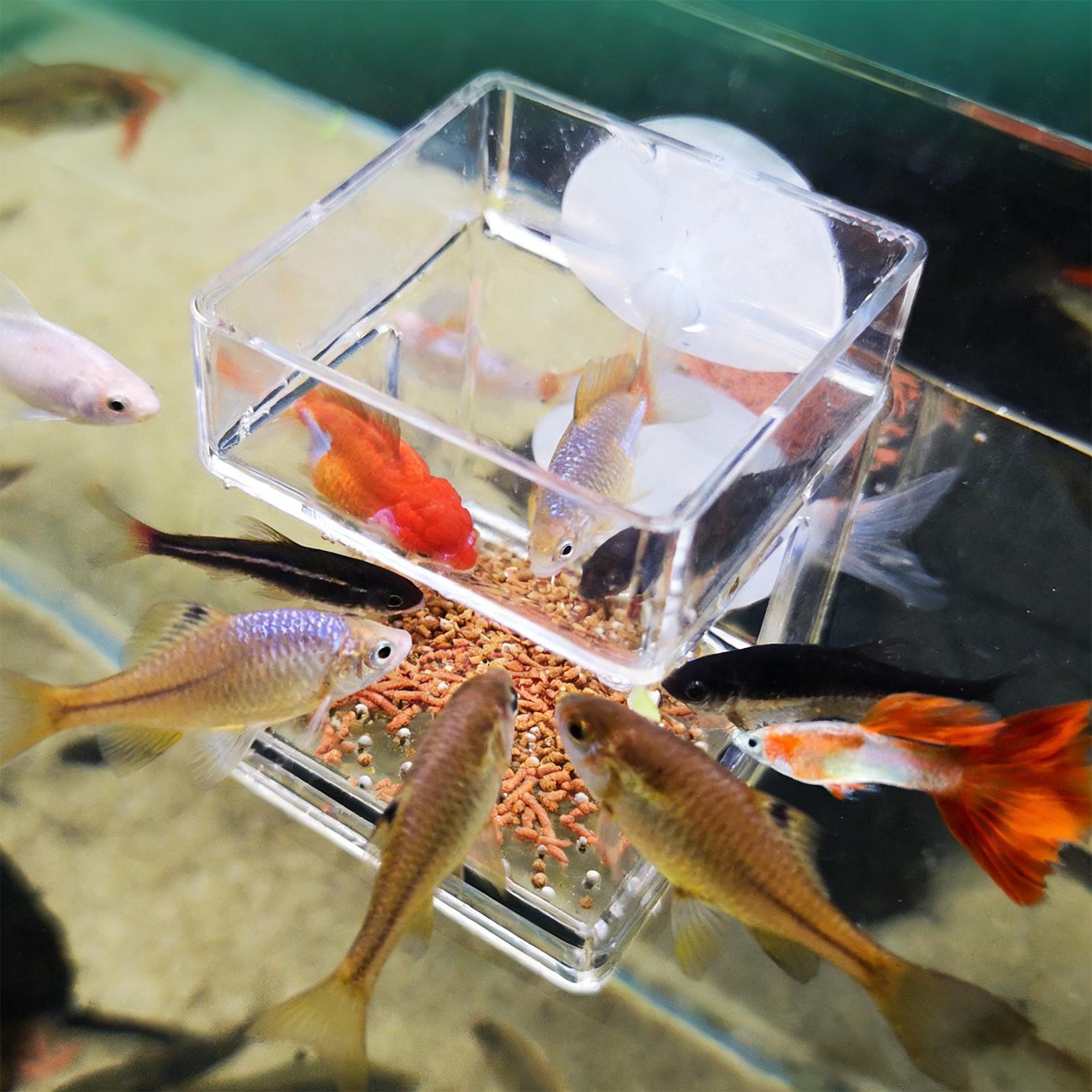 Aquarium Feeder Suction Cup Aq - Tetra Fish In Aquarium recensione e prezzo