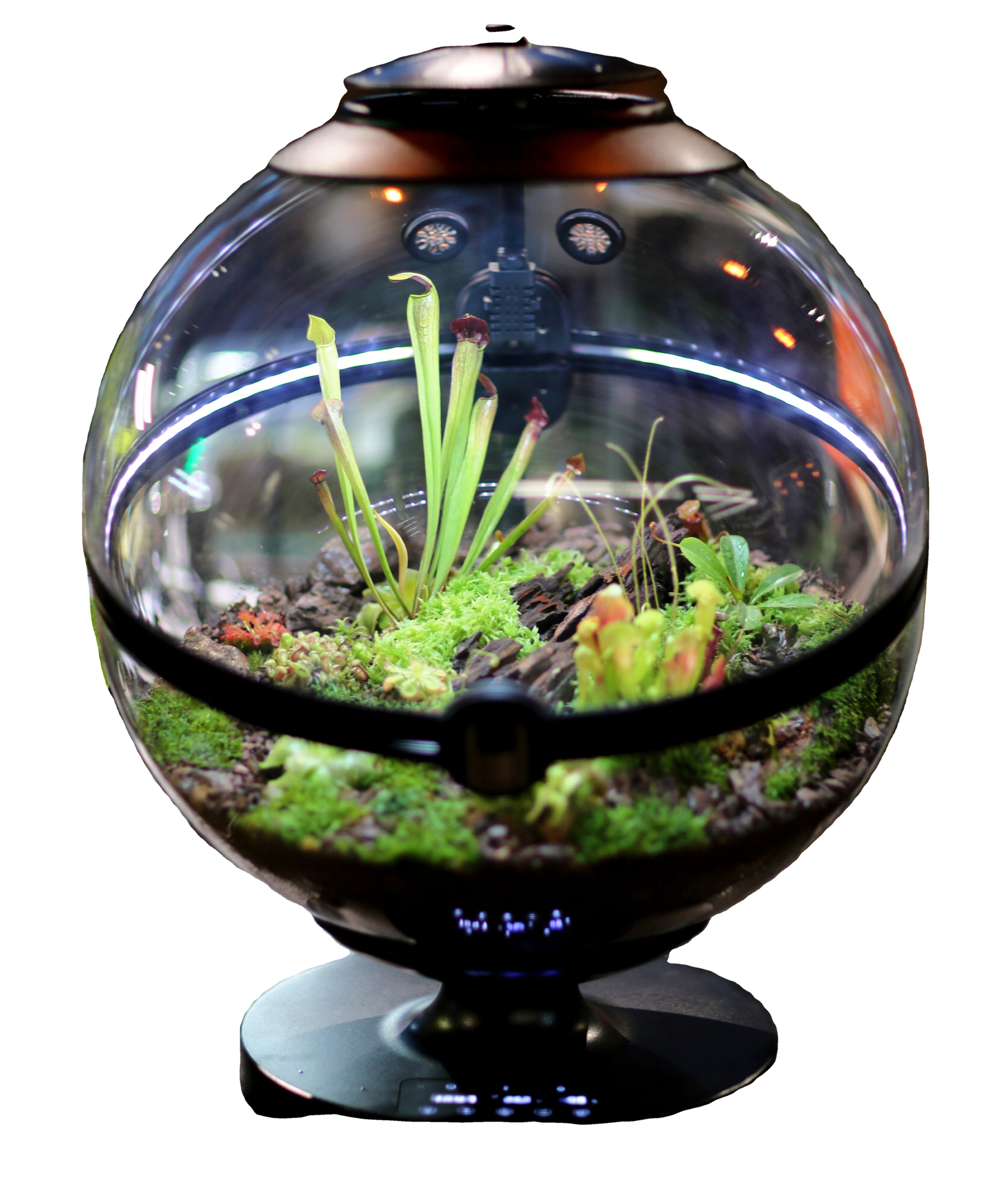 Hot Sales Acrylic Material  Ba - Aquarium Fish Sale recensione e prezzo
