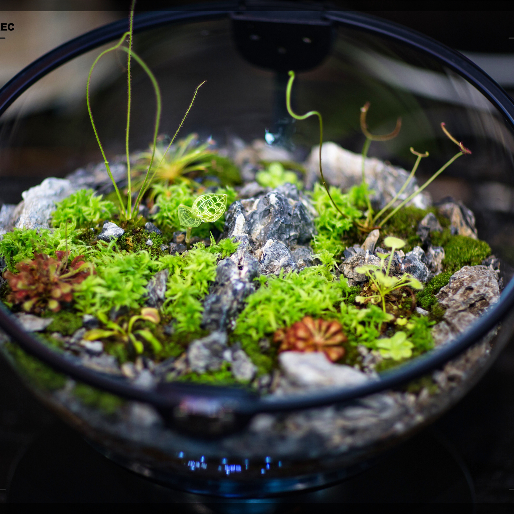 Hot Sales Acrylic Material  Ba - Aquarium Fish Sale recensione e prezzo