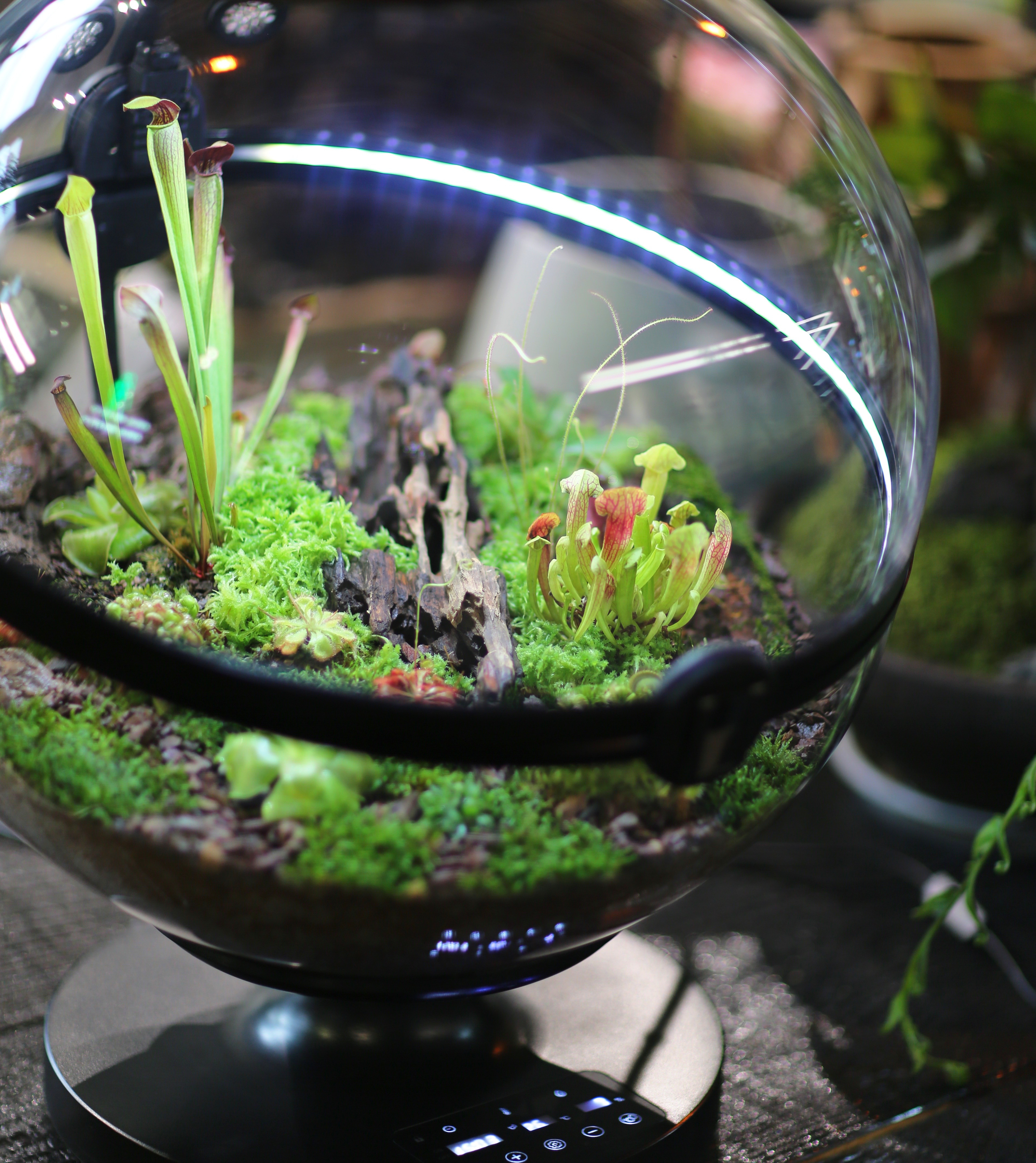 Hot Sales Acrylic Material  Ba - Aquarium Fish Sale recensione e prezzo