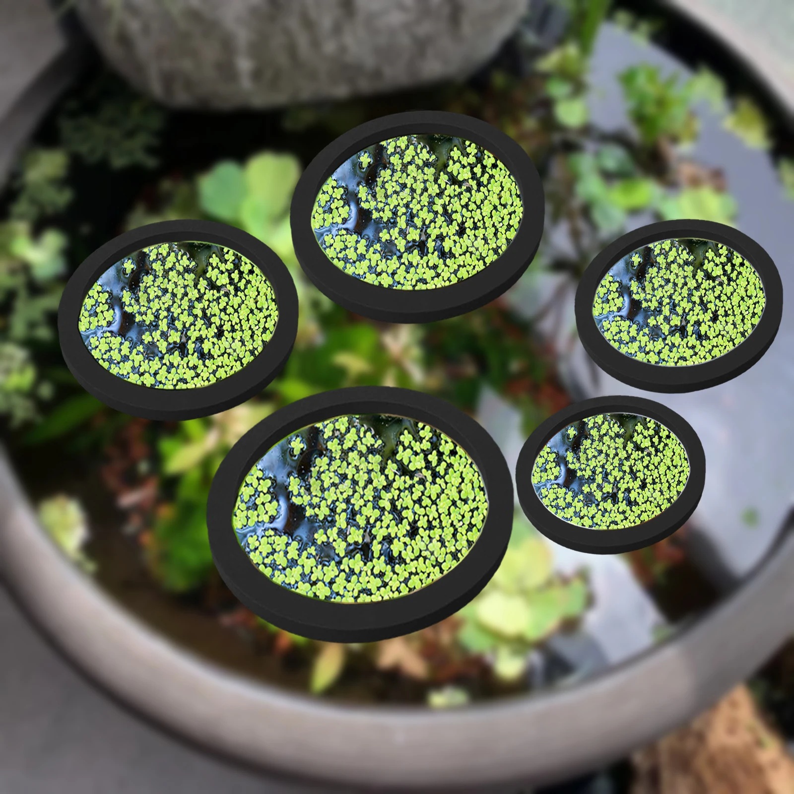 5Pcs EVA Fish Feeding Ring Aqu - Aquarium Fish Photography recensione e prezzo