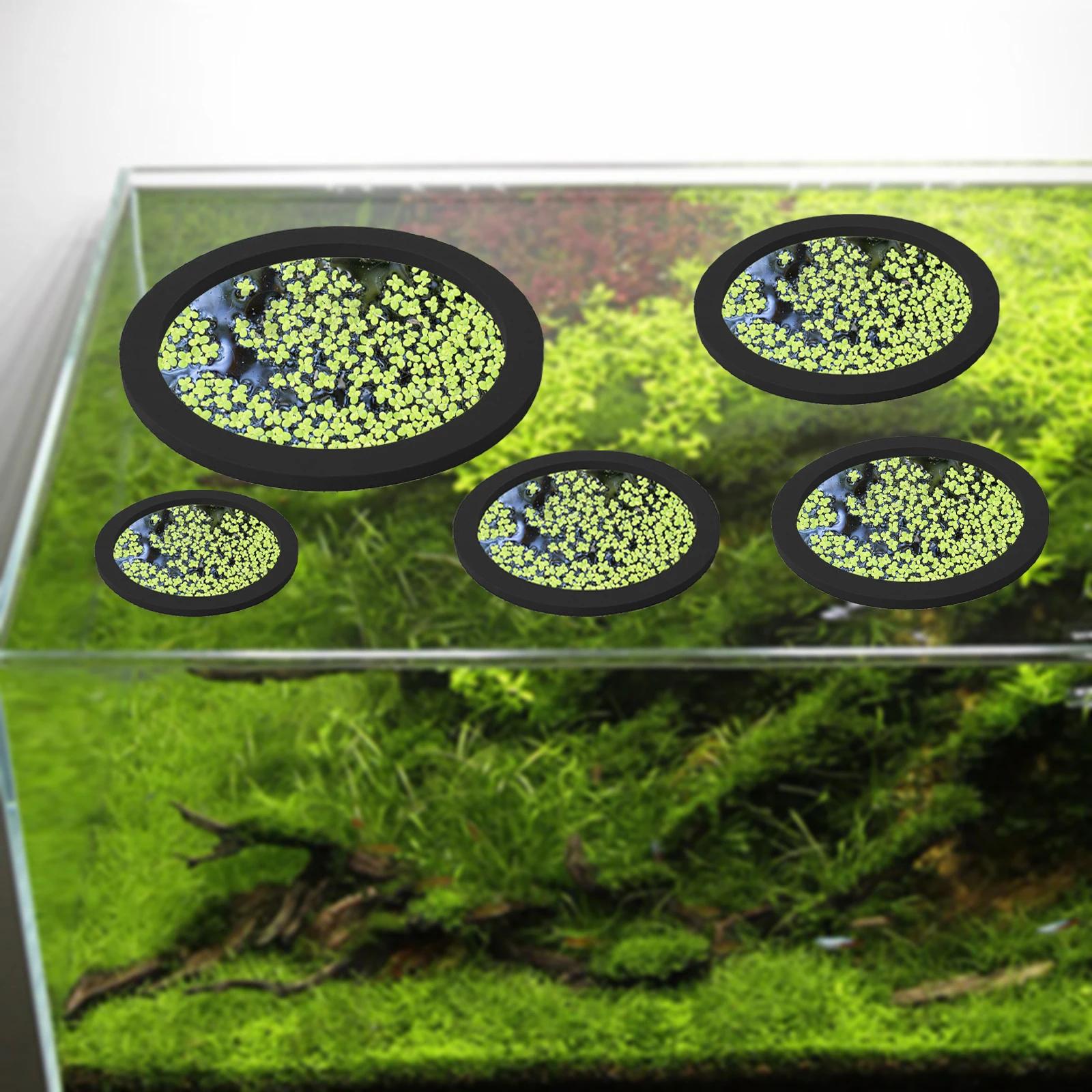 5Pcs EVA Fish Feeding Ring Aqu - Aquarium Fish Photography recensione e prezzo