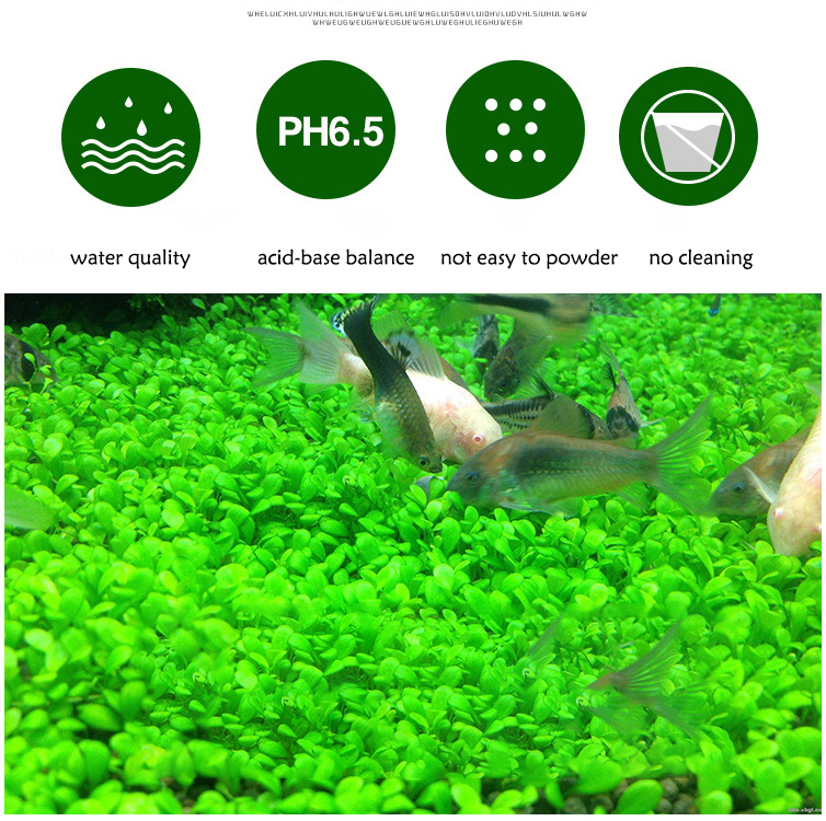 Aquarium Plant Seeds Soil Fish - Aquarium Fish Photography recensione e prezzo