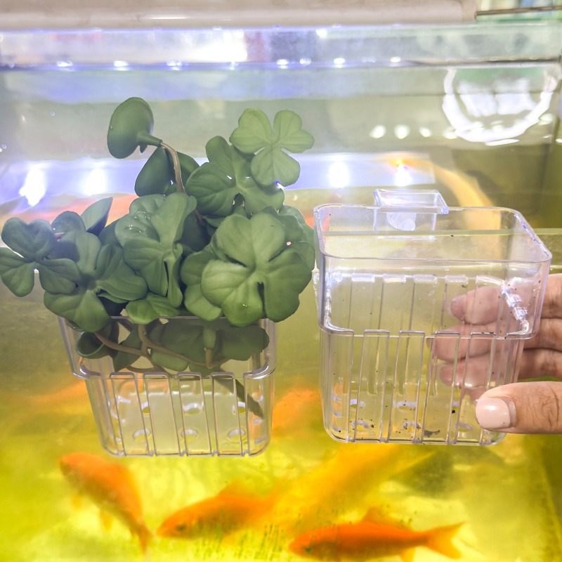 1/5pcs Aquarium Decoration Pla - Aquarium Fish Photography recensione e prezzo