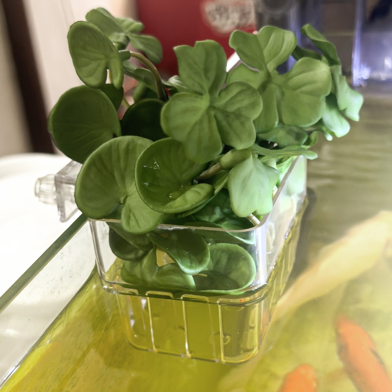 1/5pcs Aquarium Decoration Pla - Aquarium Fish Photography recensione e prezzo