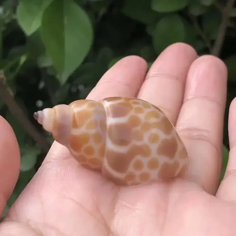 8PCS Conch Shell Zebra Dongfen - Aquarium Fish Zebra recensione e prezzo