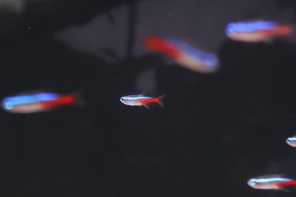 Neon Tetra (Paracheirodon inne - Tetra Fish In Aquarium recensione e prezzo