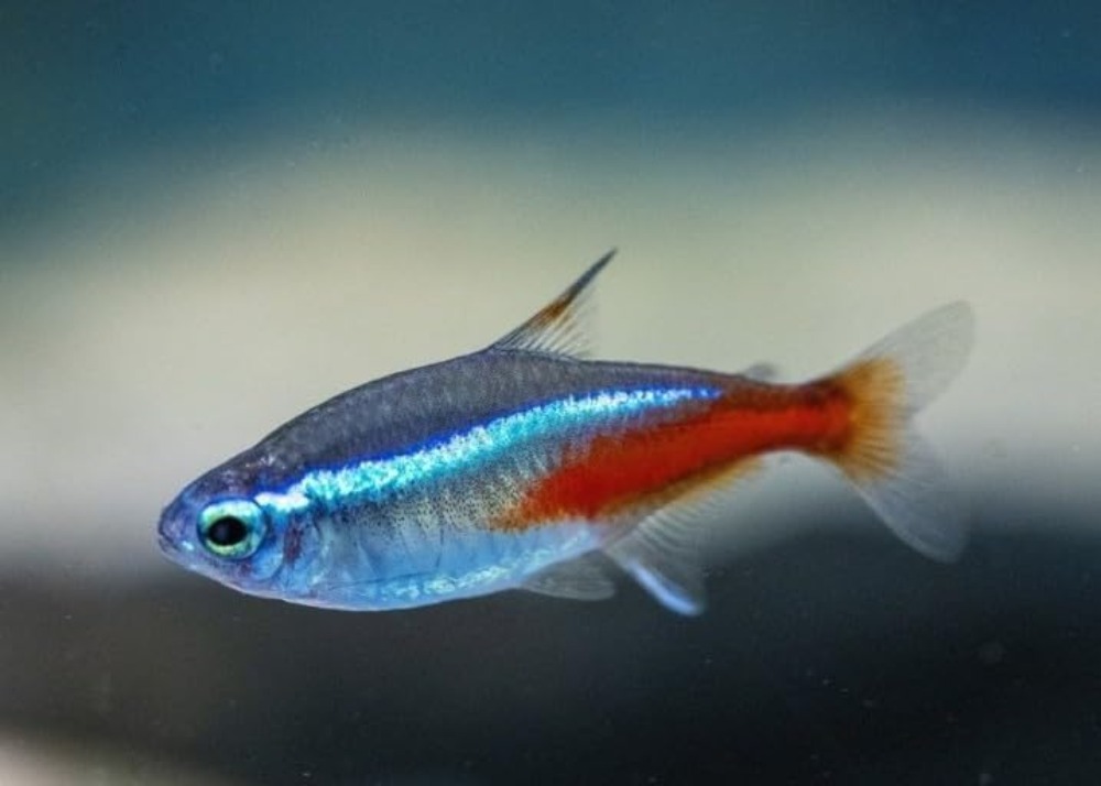 Neon Tetra (Paracheirodon inne - Tetra Fish In Aquarium recensione e prezzo